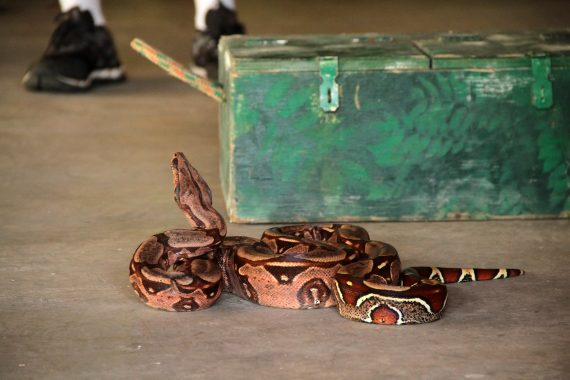 Cuidados com animais peçonhentos durante período de chuvas são orientados pelo governo de RO