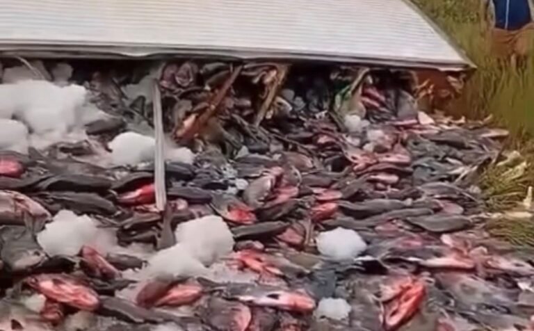 CARGA ESPALHADA – Caminhão carregado com Tambaquis tomba na BR-319 – VEJA O VÍDEO