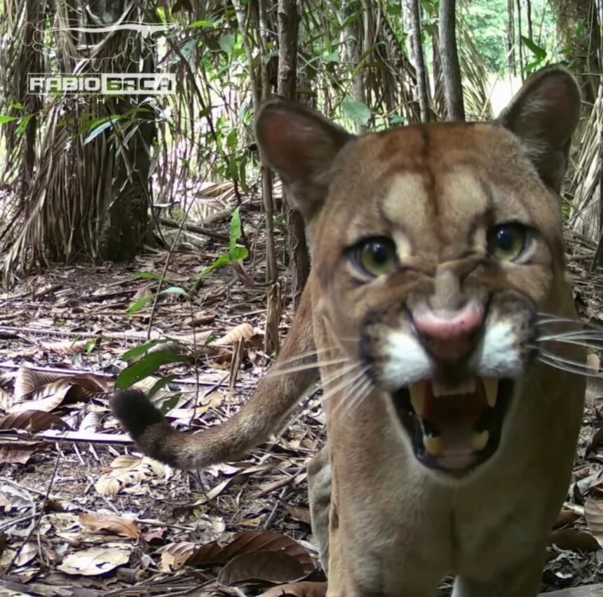 Pescador divulga vídeo de onça-parda farejando local de pescaria - VEJA O VÍDEO 1 Pescador divulga vídeo de onça-parda farejando local de pescaria - VEJA O VÍDEO