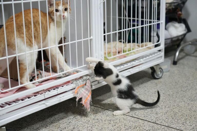 Clínica de Bem-Estar Animal é referência no atendimento de felinos em PVH