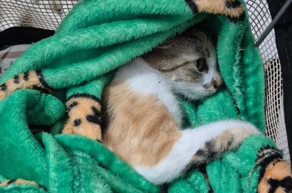 Mulher é presa em flagrante após jogar gata do 12º andar em Curitiba