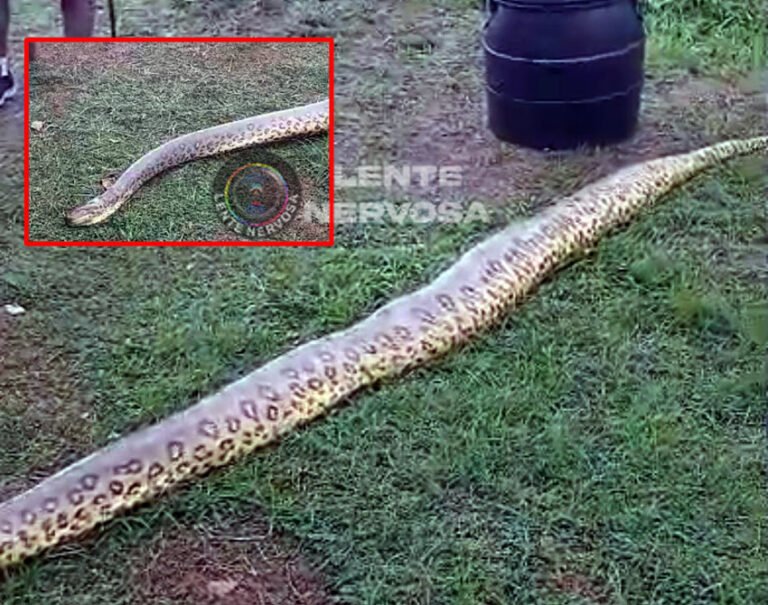 Sucuri de cerca de cinco metros é encontrada morta em córrego de Skate Park em Porto Velho – VEJA O VÍDEO