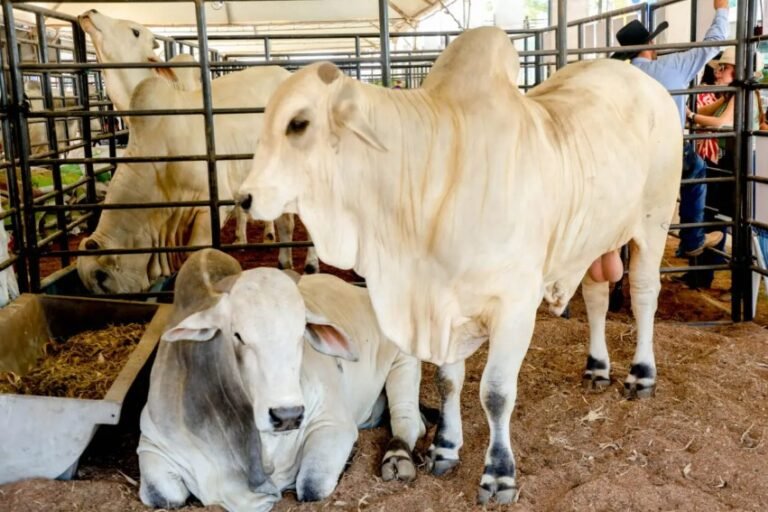 Governo de RO reduz ICMS do gado para fortalecer cadeia da carne e ampliar competitividade do setor