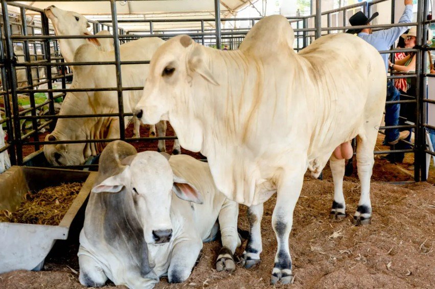 Governo de RO reduz ICMS do gado para fortalecer cadeia da carne e ampliar competitividade do setor