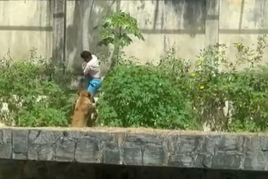 Morto por leoa: Justiça vê “culpa exclusiva da vítima” e arquiva caso