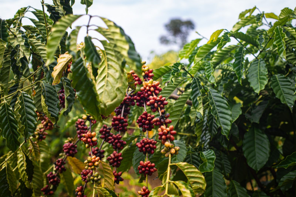 Café transforma vidas de produtores reassentados 2 Café transforma vidas de produtores reassentados