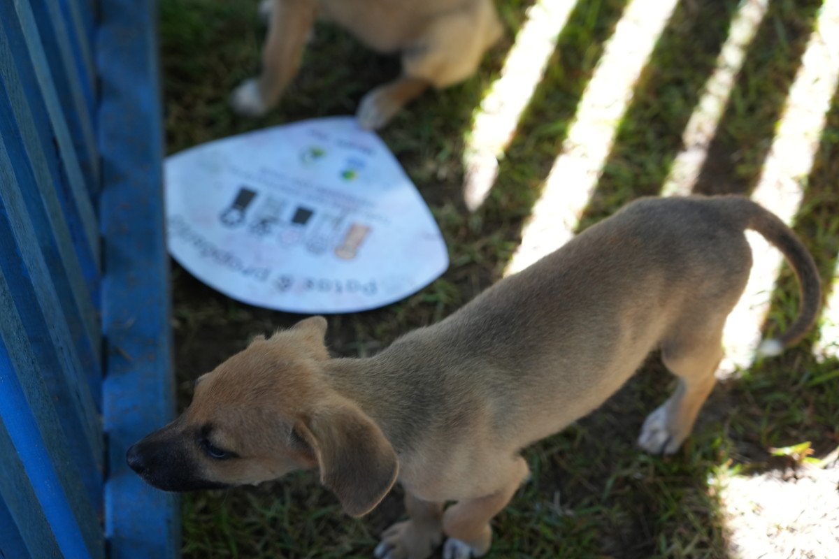 Prefeitura abrirá o chamamento para cadastro de protetoras de animais