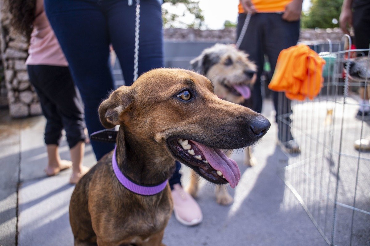 Município publica edital para cadastro e credenciamento de protetores de animais