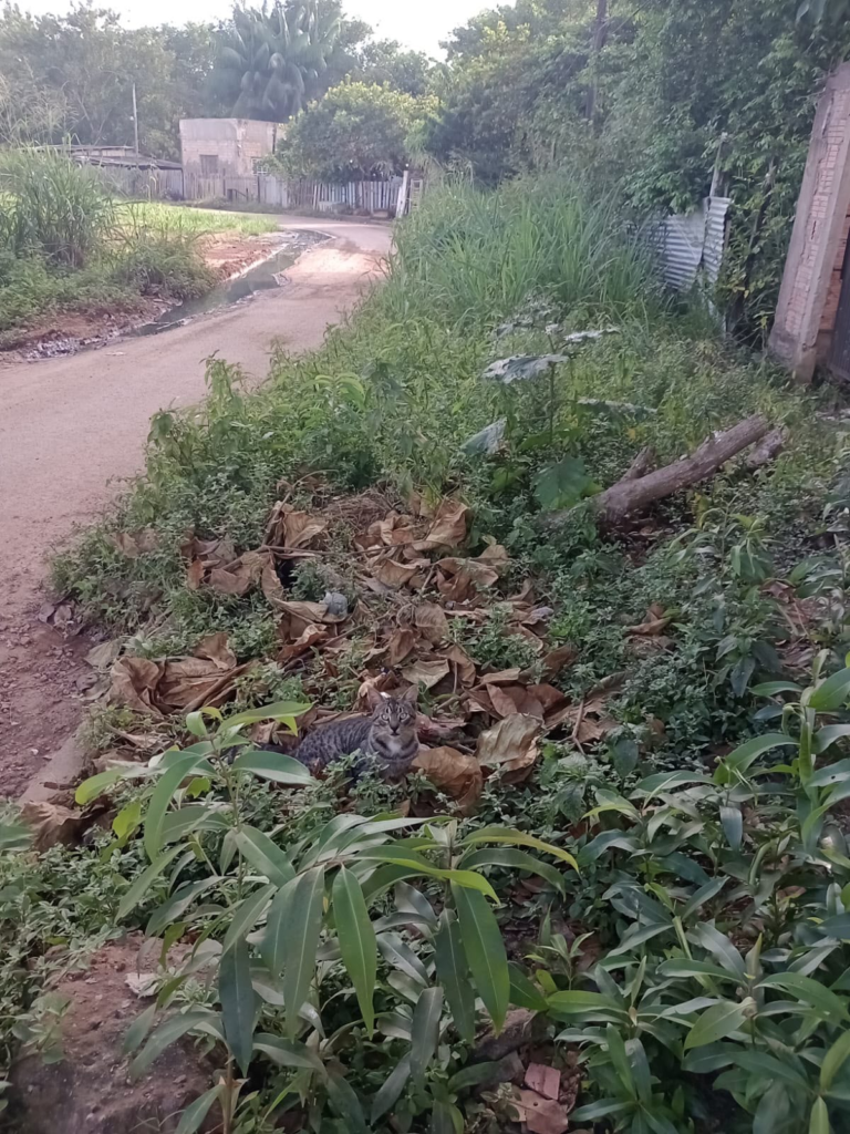 Após solicitação do vereador Edimilson Dourado, Prefeitura intensifica limpeza no bairro Nova Floresta