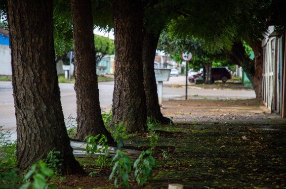 Comunidade e Prefeitura unem forças para ampliar arborização urbana na capital