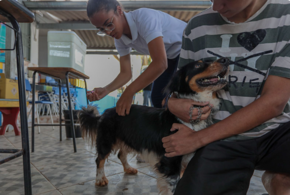 Dia D do 'Setembro Caramelo' imuniza mais de 30 mil animais em Porto Velho