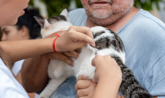 Dia D do ‘Setembro Caramelo’ imuniza mais de 30 mil animais em Porto Velho