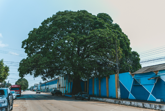 Prefeitura de Porto Velho celebra o Dia da Árvore 4 Prefeitura de Porto Velho celebra o Dia da Árvore