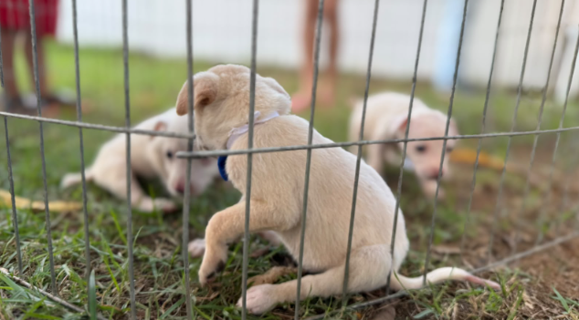 Clínica de Bem-Estar Animal reforça acolhimento e incentiva adoção responsável para combater o abandono em Porto Velho