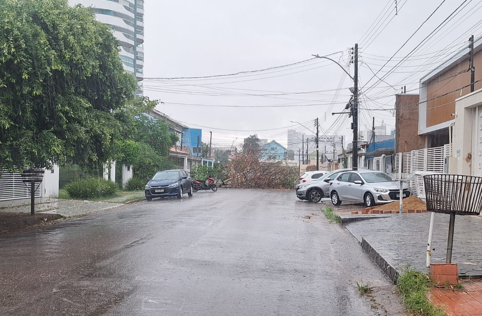 Período chuvoso aumenta alerta para risco de queda de árvores na capital 1 Período chuvoso aumenta alerta para risco de queda de árvores na capital