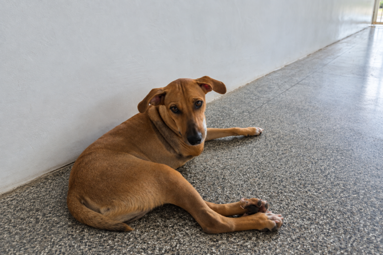 Após atropelamento e amputação, Chacabuco busca uma nova chance em um novo lar