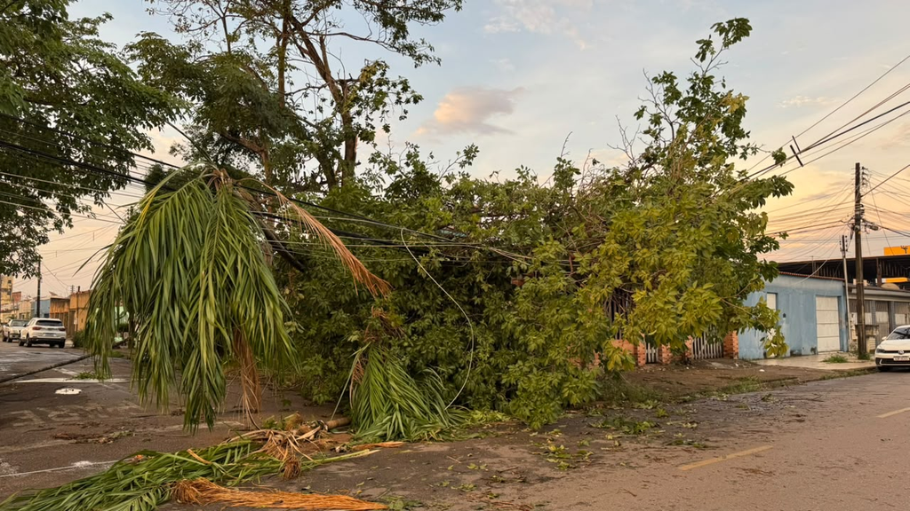 Vereador Edimilson Dourado solicita poda preventiva de árvores na Zona Sul para evitar quedas e desabastecimento de energia